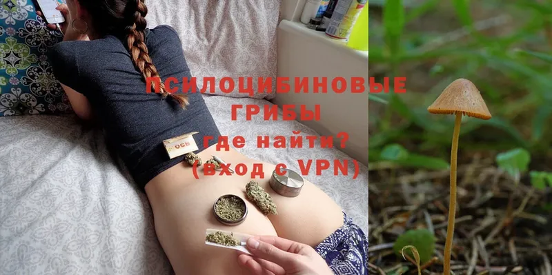 закладки  Андреаполь  Псилоцибиновые грибы Psilocybe 